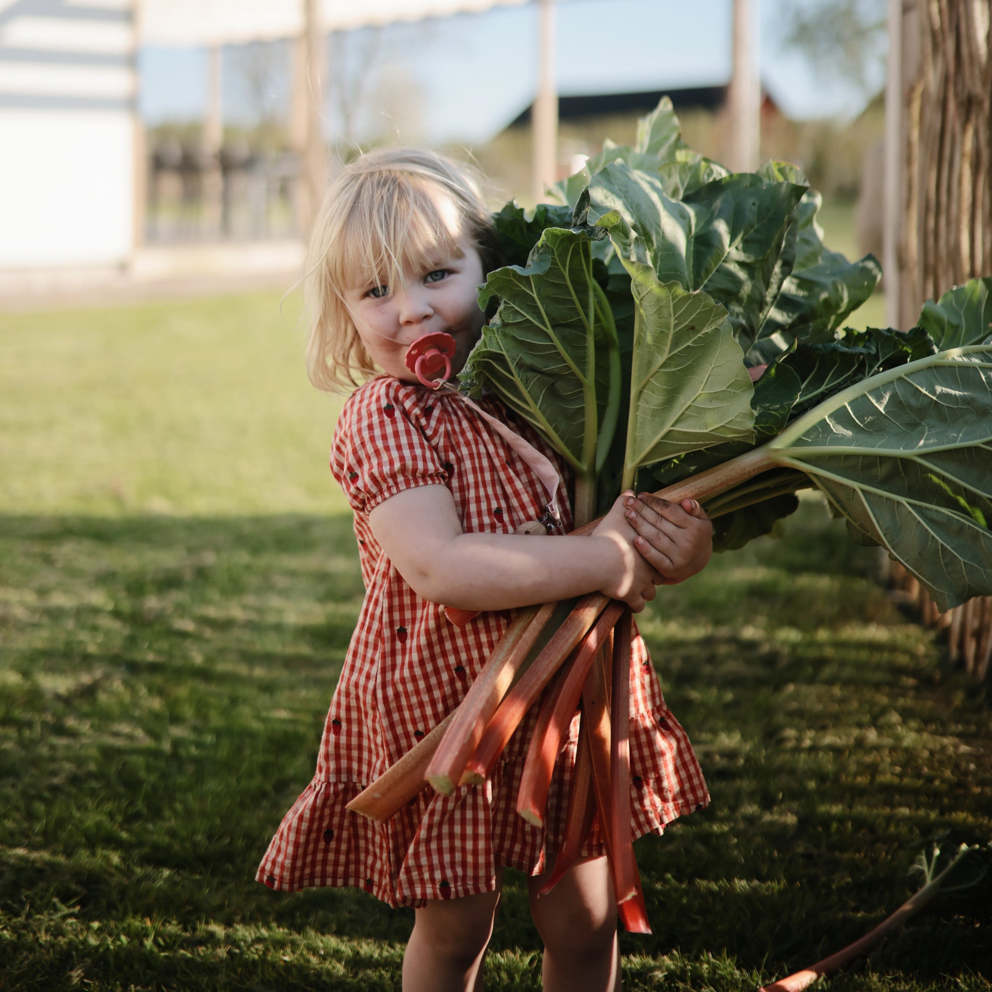 FRIGG Daisy Silicone Pacifier 2-Pack